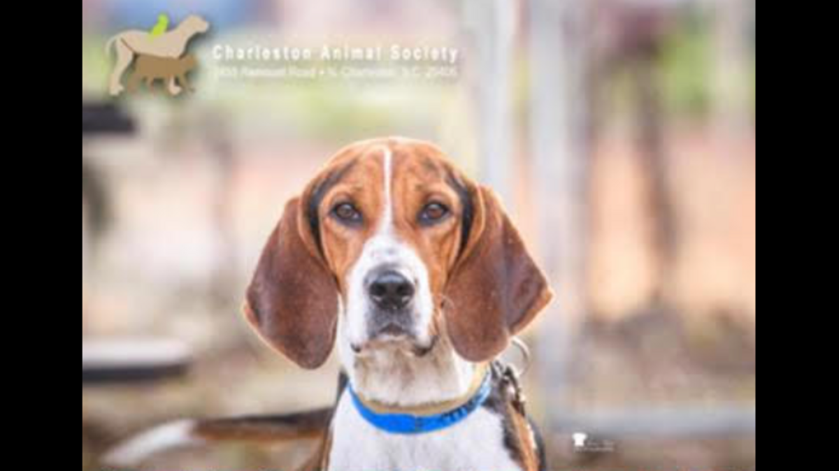 Wildcat the dog is up for adoption in South Carolina.