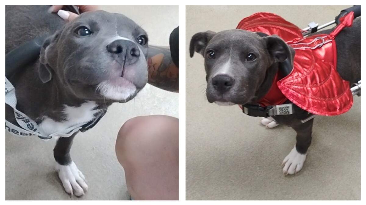 Bullet the “sweet” dog is up for adoption in South Carolina.