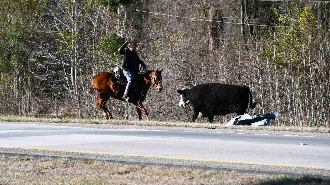 Dozens of cows were on a semitruck when it crashed along a South Carolina interstate, officials said.