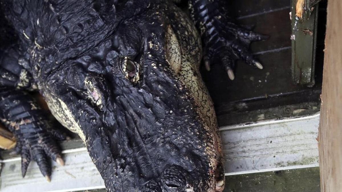 
Being forced from a shipping crate to a ramp leading to water, Fred busted the door and his nose. Matt Korhonen is from Little Ray's Reptile Zoo in Ottawa, Canada, and he's spent years rehabilitating alligators like the 500-pound Fred after they were rescued. He and 14 other alligators rehabilitated at Little Ray's were given a home at Alligator Adventure in North Myrtle Beach. This is the first time this has happened. Thad Bowman of Alligator Adventure said Tuesday's acceptance of 15 alligators is the first of three donations from Little Ray's. He said all of the alligators are rescued and rehabilitated.
