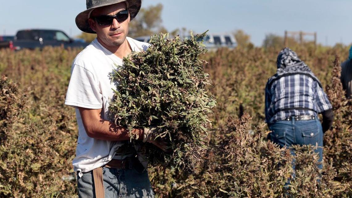 A crew harvests 27 acres of hemp on a farm near Winchester, Kentucky, in 2015. Kentucky is one of the leading growers of hemp in the United States.