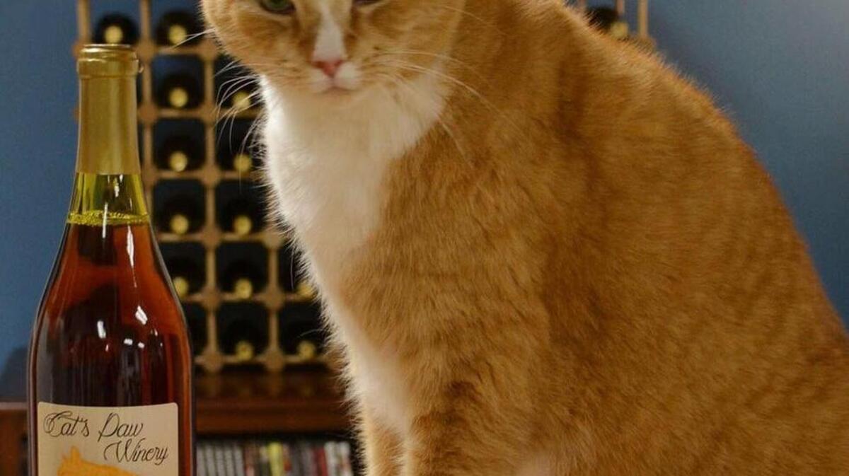 Joey, the cat which helped inspire Cat’s Paw Winery in rural York County.