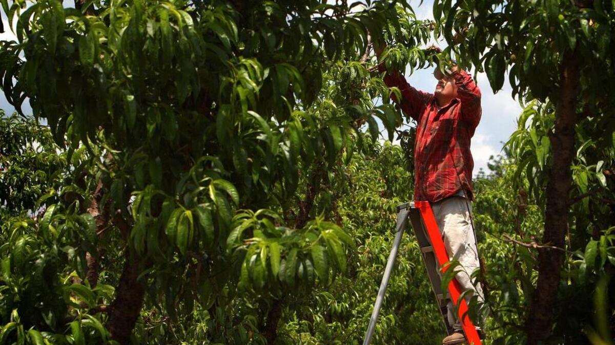 A coalition on Wednesday called for reforms to the nation’s immigration system, saying workers are needed in agriculture, housing and other industries.