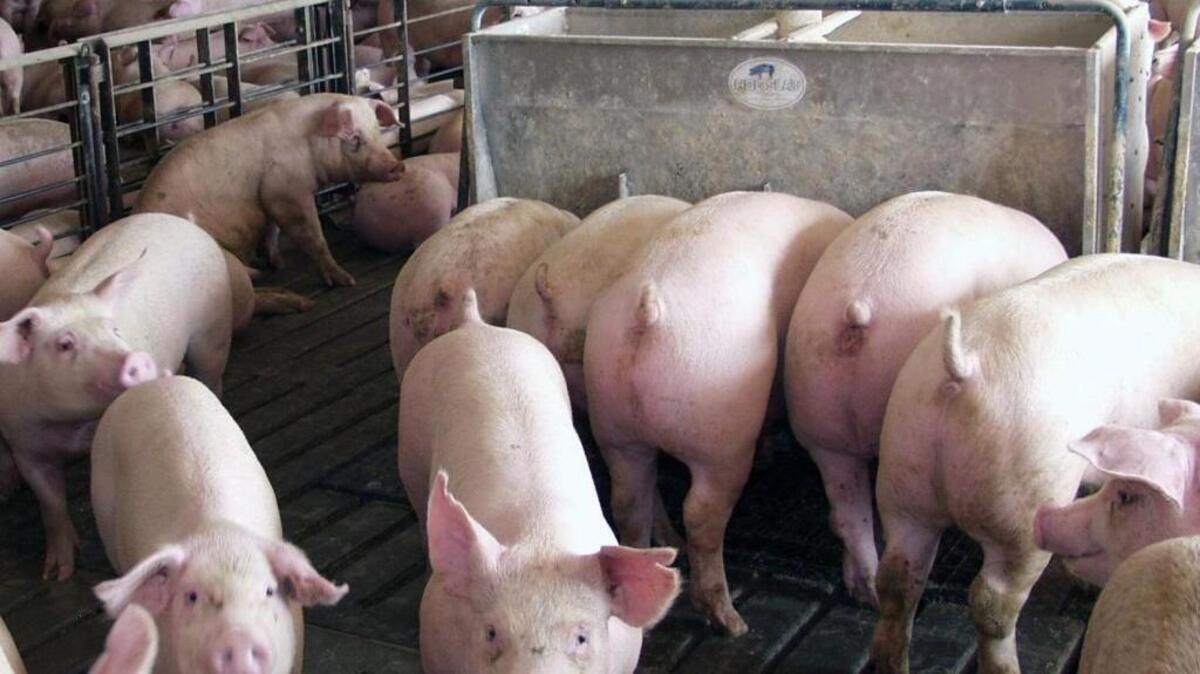 North Carolina is the second-largest swine producing state.