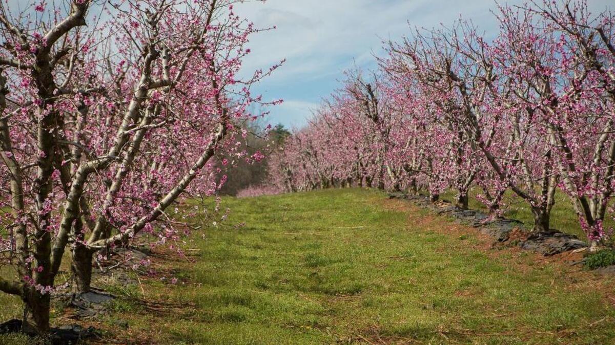 Peach buds are just starting to appear in York County. Last year these trees in Fort Mill were in full bloom by early February.