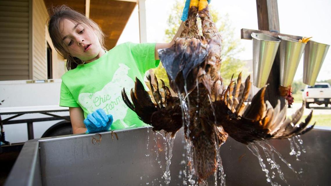 Adyson Ashley, 10, dunks a dead chicken into a tub of hot water so its feathers can be more easily removed at her family farm in Iva.