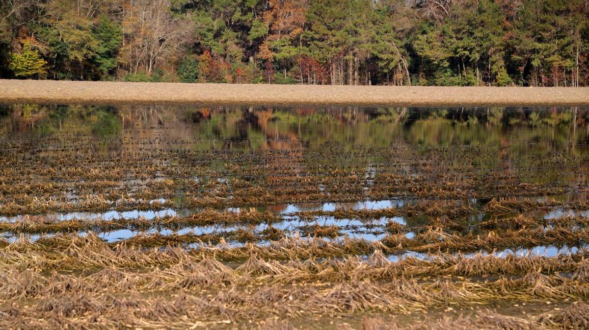 Water still covered a large portion of a peanut crop at the Hutto family farm in Holly Hill in December. The flood caused damage to many local crops.