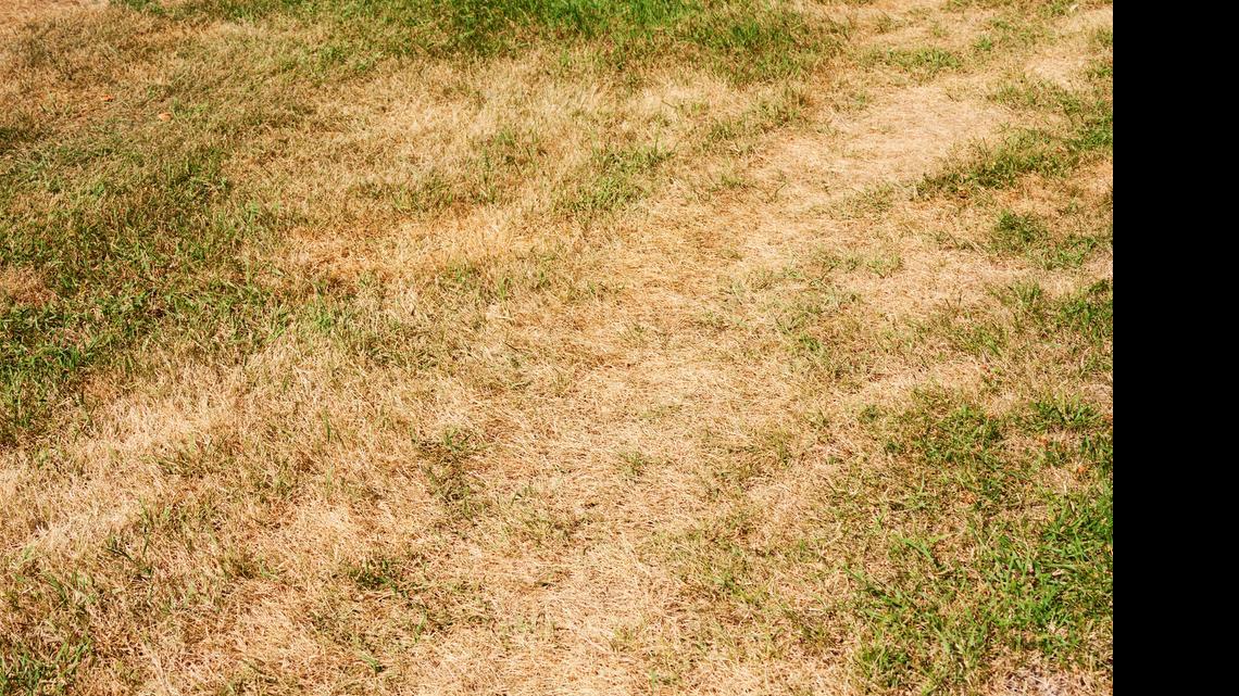 
 Scotts is offering refunds to South Carolinians for a pair of its grass care products that damaged some lawns this spring.

