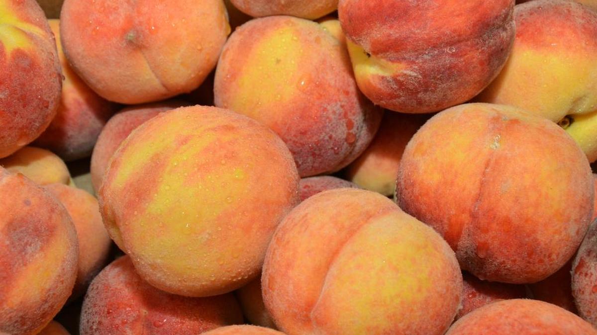 The early peach crop in South Carolina is smaller than normal because of a late freeze.
