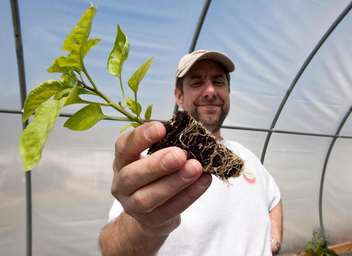 In this Herald file photo Ed Currie, owner of PuckerButt Pepper Company, shows off the Carolina Reaper. Guiness Book of World Records recognized it as the world’s hottest pepper until Currie’s own Pepper X supplanted it.