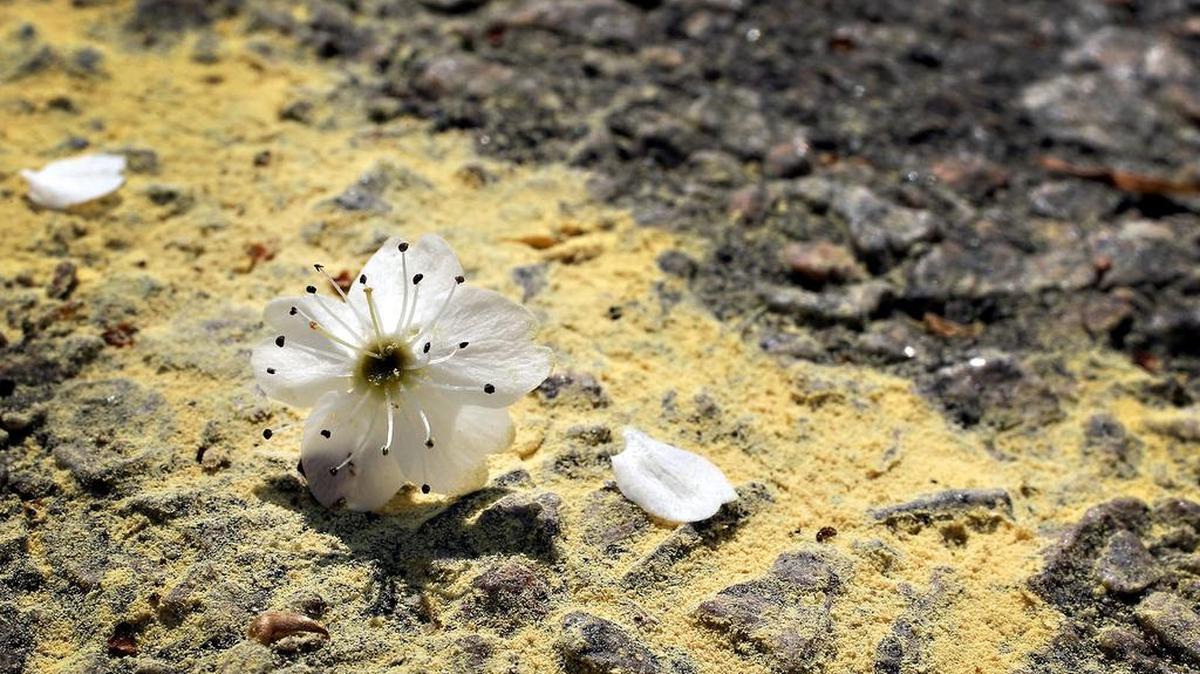 FILE CUTLINE: Spring sprung early this year as tree and flower pollen blankets Columbia.