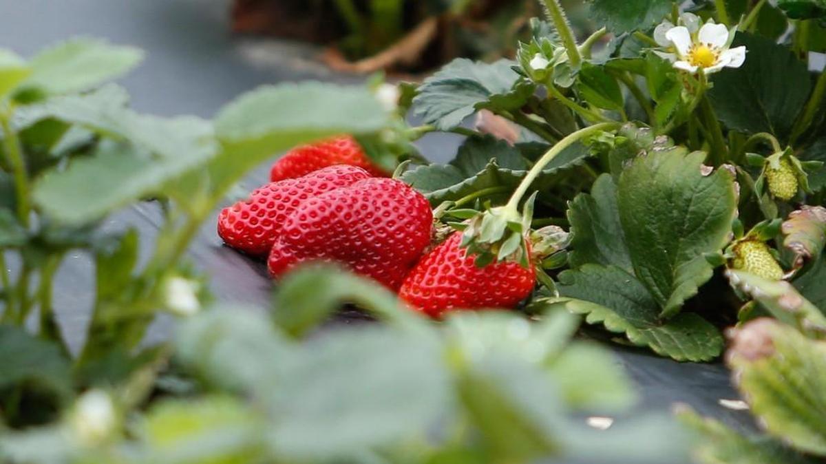 Strawberries are ready for picking at Springs Farm in Fort Mill. Some York County farmers are covering their strawberries in anticipation of Saturday evening’s forecast of cold temperatures.