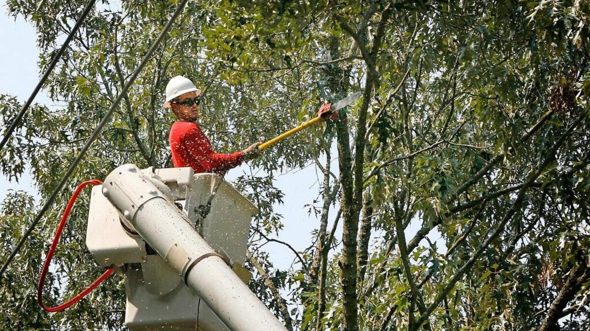 A worker clears some tree branches near SCE&G utility lines