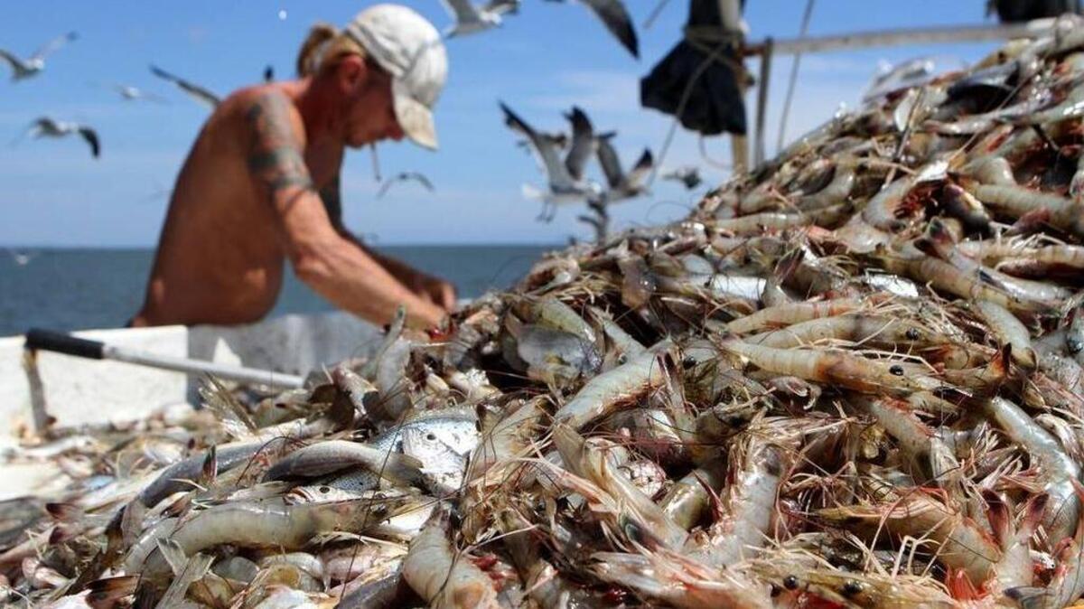 
William Son separates the shrimp from the bycatch on the deck of the shrimp boat Gracie Belle on Sept. 9, 2015, near St. Helena Island. 
