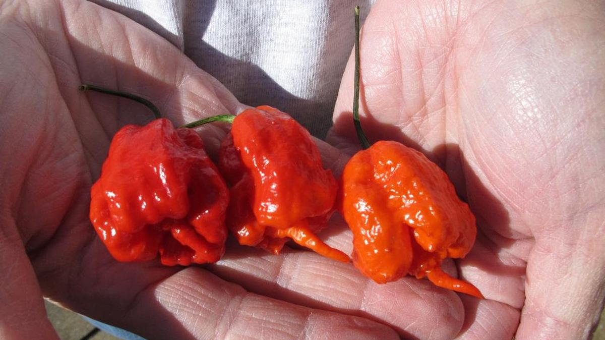 In this 2013 photo, Ed Currie holds three Carolina Reaper peppers. The Guinness Book of World Records decided Currie’s peppers were the hottest on Earth, ending a more than four-year drive to prove no one grows a more scorching chili.