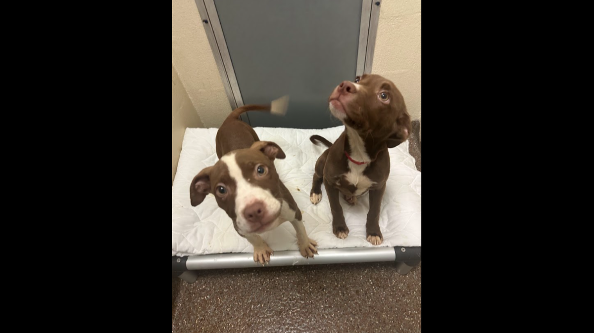 Four dogs — two adults and two puppies — were abandoned during a storm, a South Carolina shelter said.