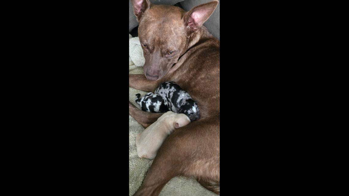 Thelma the mama dog is up for adoption in South Carolina.