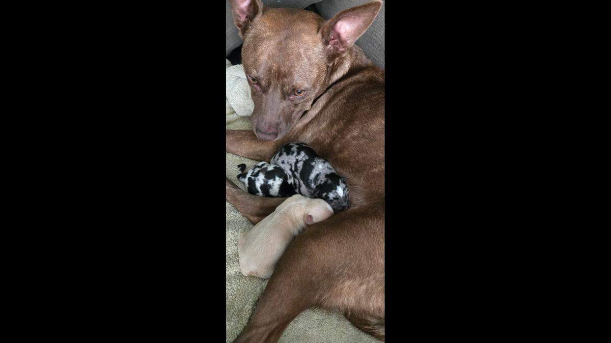Thelma the mama dog is up for adoption in South Carolina.