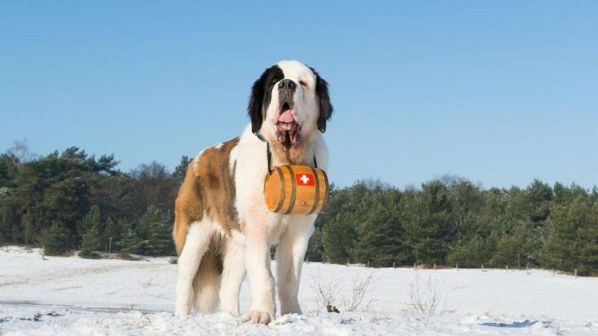 Saint Bernard