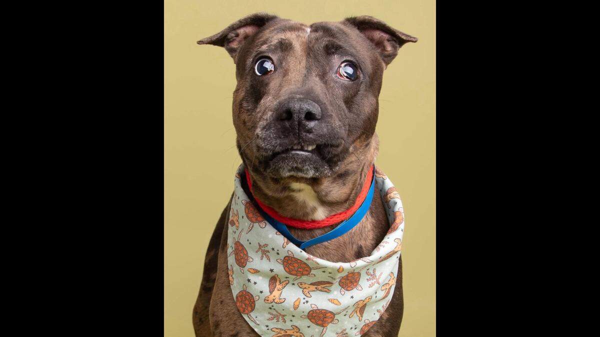 A quirky shelter dog got a second chance in South Carolina.
