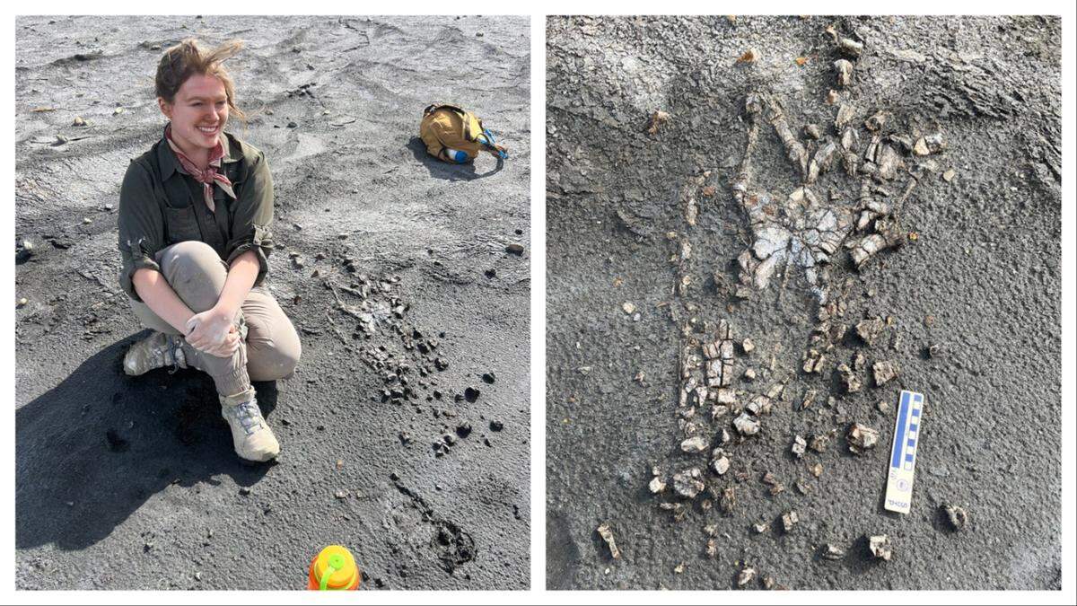 A South Carolina college student is credited with finding bones from a prehistoric predator.