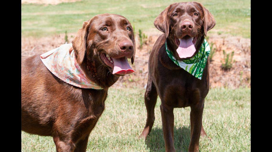 Chocolate Labs Blonde, left, and Bear landed at a South Carolina shelter when their owner couldn’t keep them.