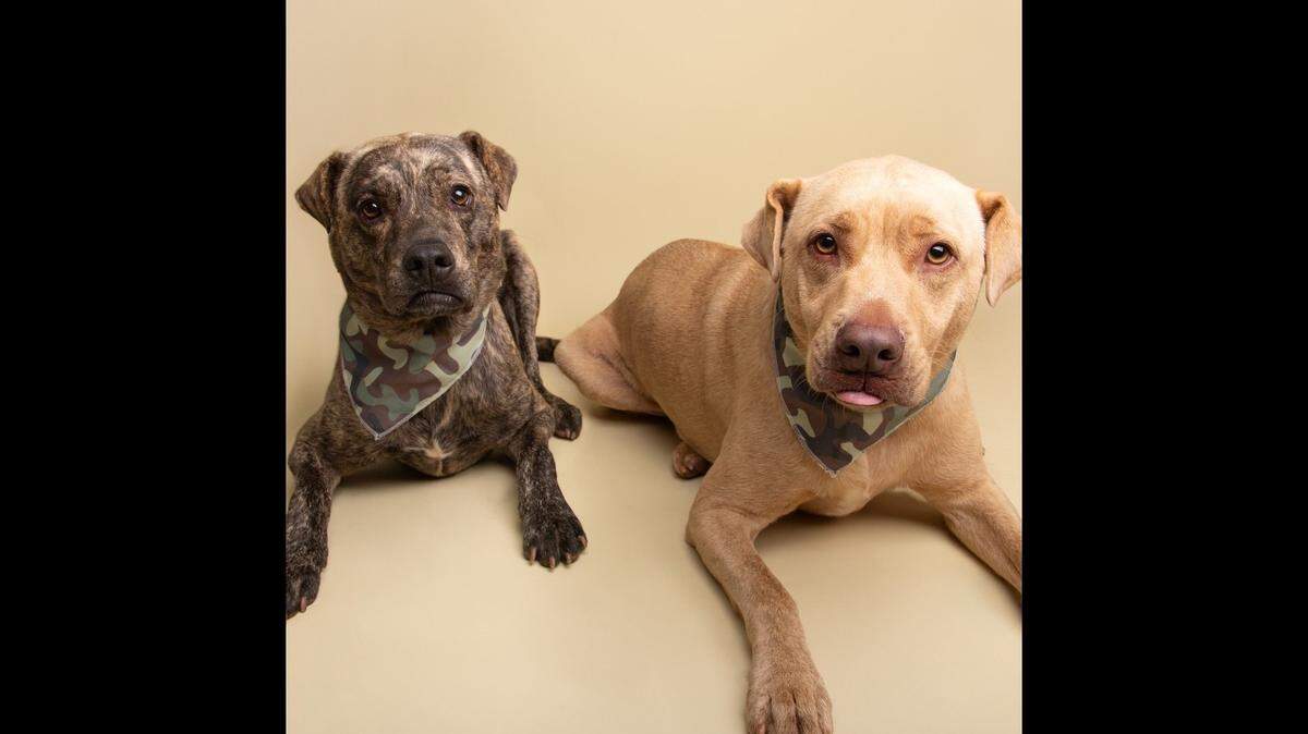 Bruno, left, and Gus wait for a second chance in South Carolina.