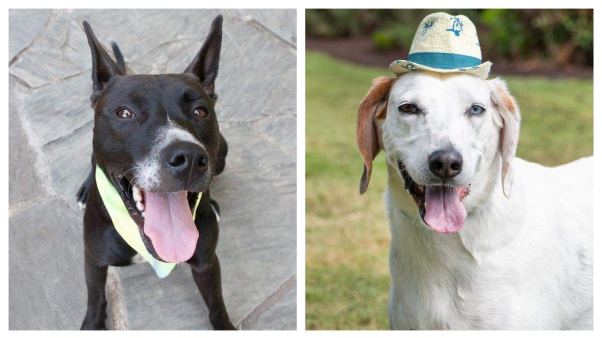 Dog best friends Rellie, left, and Boone were adopted into the same home.