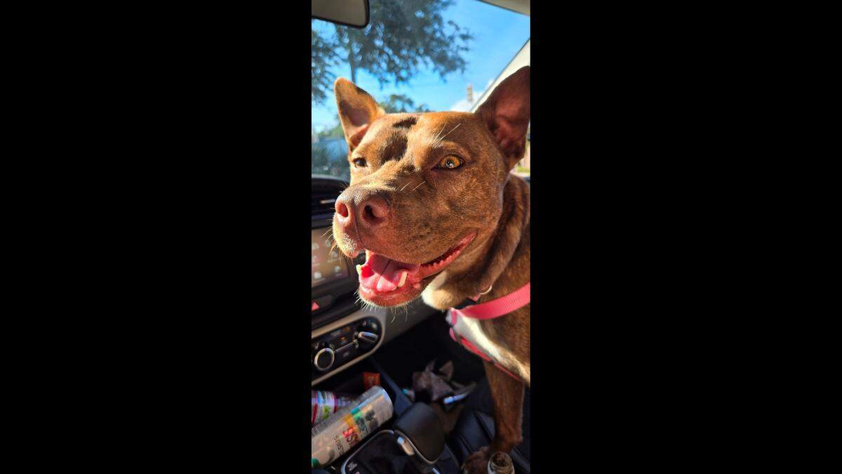 Thelma was finally caught after eluding rescuers for months.