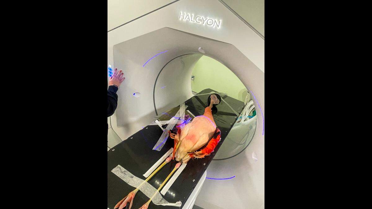 The flamingo was reunited with his “feathered friends” after undergoing cancer treatment in South Carolina.