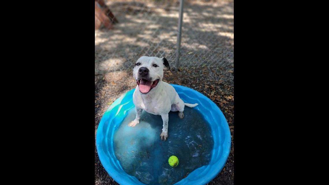 Heaven is a “sweet” dog who needs to build trust with people, a South Carolina shelter said.