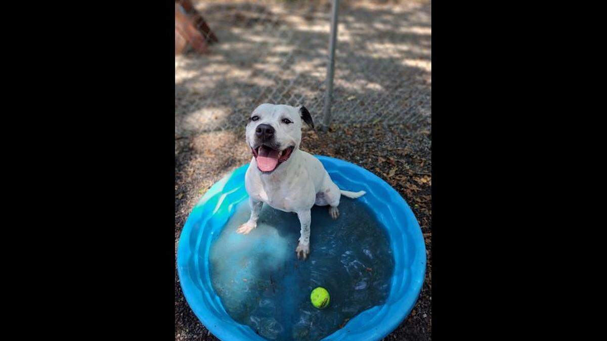 Heaven is a “sweet” dog who needs to build trust with people, a South Carolina shelter said.