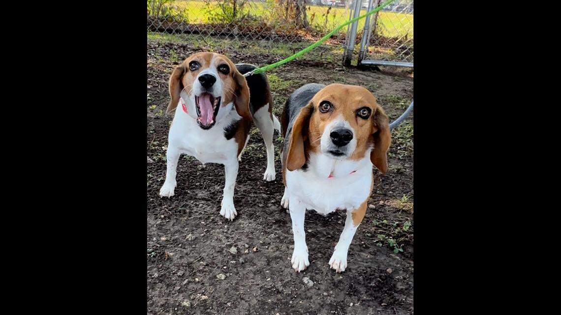 Two beagle sisters were adopted after their previous owner couldn’t keep them anymore, a South Carolina shelter said.