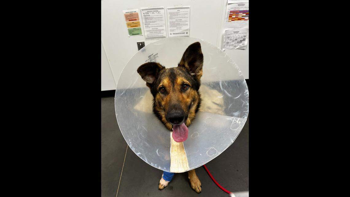 A German shepherd will need a new home after he was rescued in South Carolina.