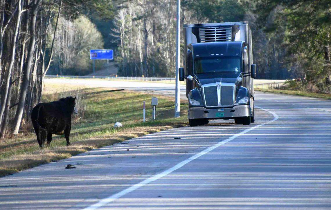 Cattle ran loose after a crash along I-95, a busy thoroughfare, officials said.