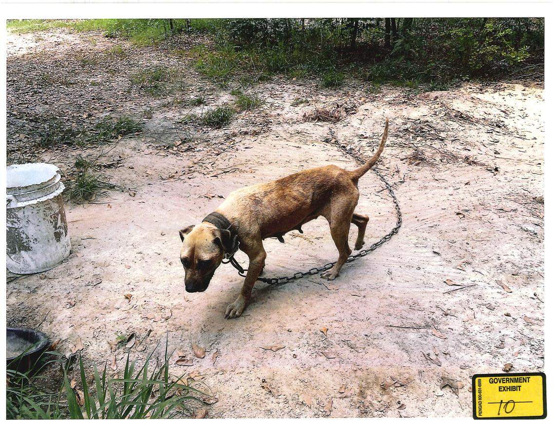 A dog wearing a heavy chain was recovered at Samuel Gray’s dog fighting operation by law enforcement.