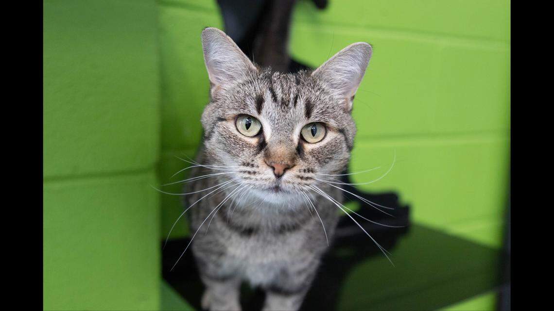 Zira is being overlooked at a South Carolina shelter.