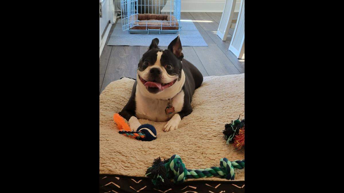 Chutney got a second chance after his previous owner went to a nursing home.