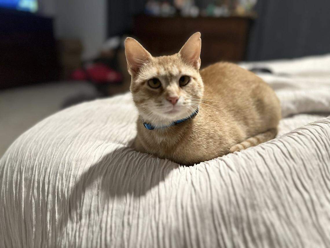 A South Carolina shelter cat was adopted into a new home.