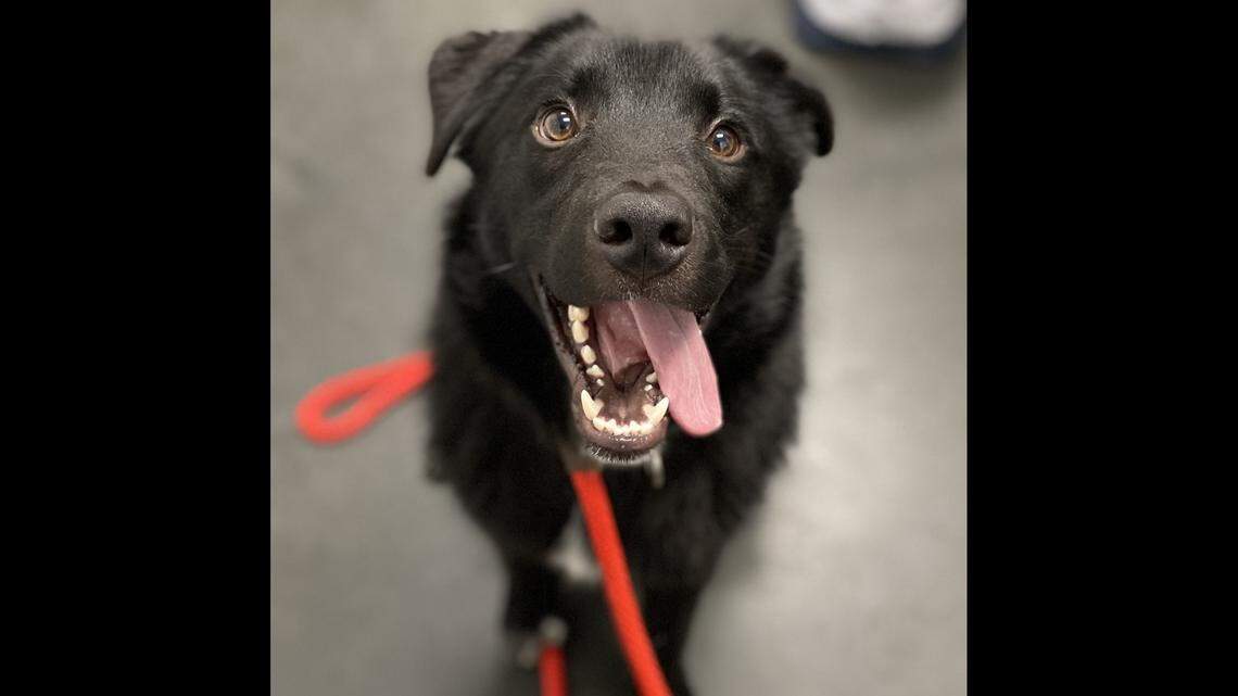 Fletcher the dog has only one kidney, which is failing.