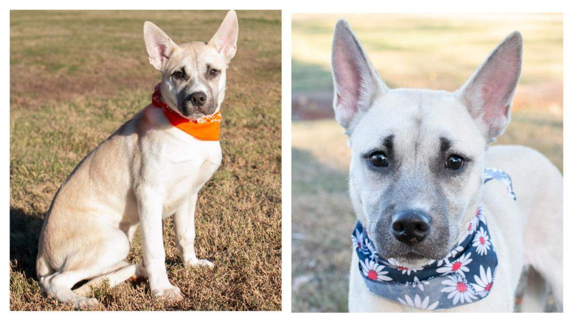 Koda, left, and Daisy were adopted as puppies but returned to a South Carolina shelter.