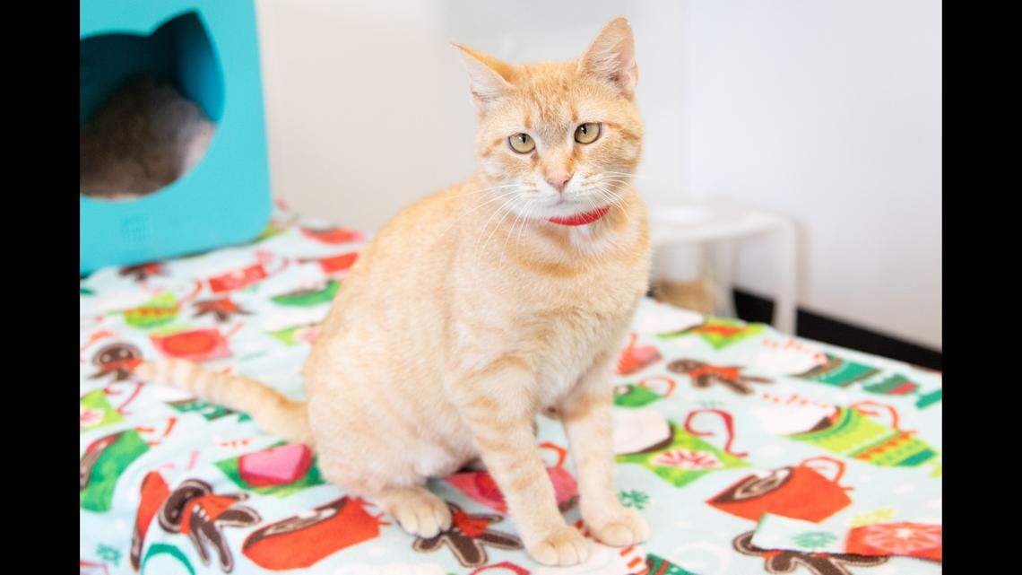 A “sweet little cross-eyed” cat got a fresh start in South Carolina.