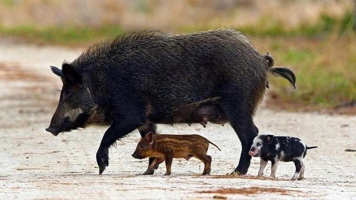 A hog can produce more than 12 piglets a year, one reason they multiply so rapidly in the wild. Feral hogs are a problem in many parts of the United States, especially in the South.