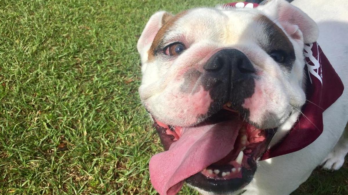 Daisy was one of hundreds of dogs who brought their humans to Bark to the Park.
