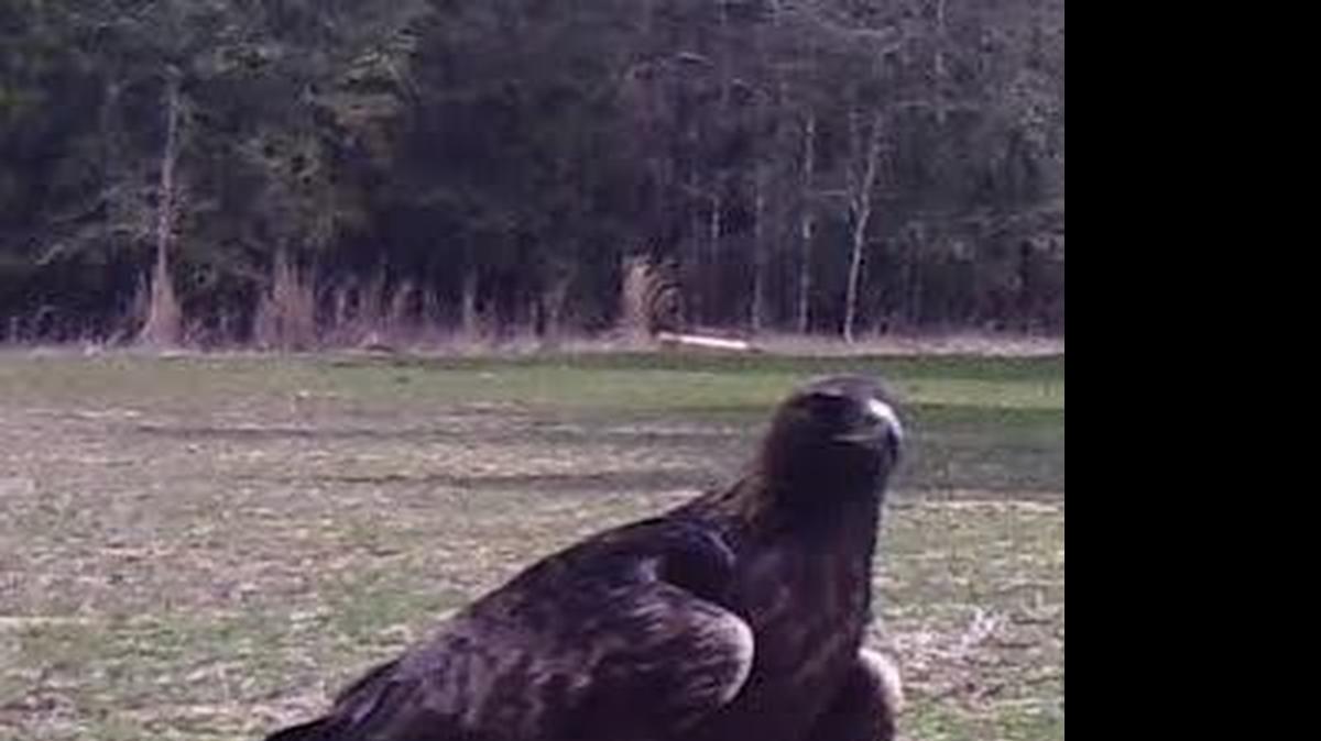 
This golden eagle was spotted along South Carolina’s coast last winter, which biologists say indicates the western raptors are more prevalent in the state than once believed. 
