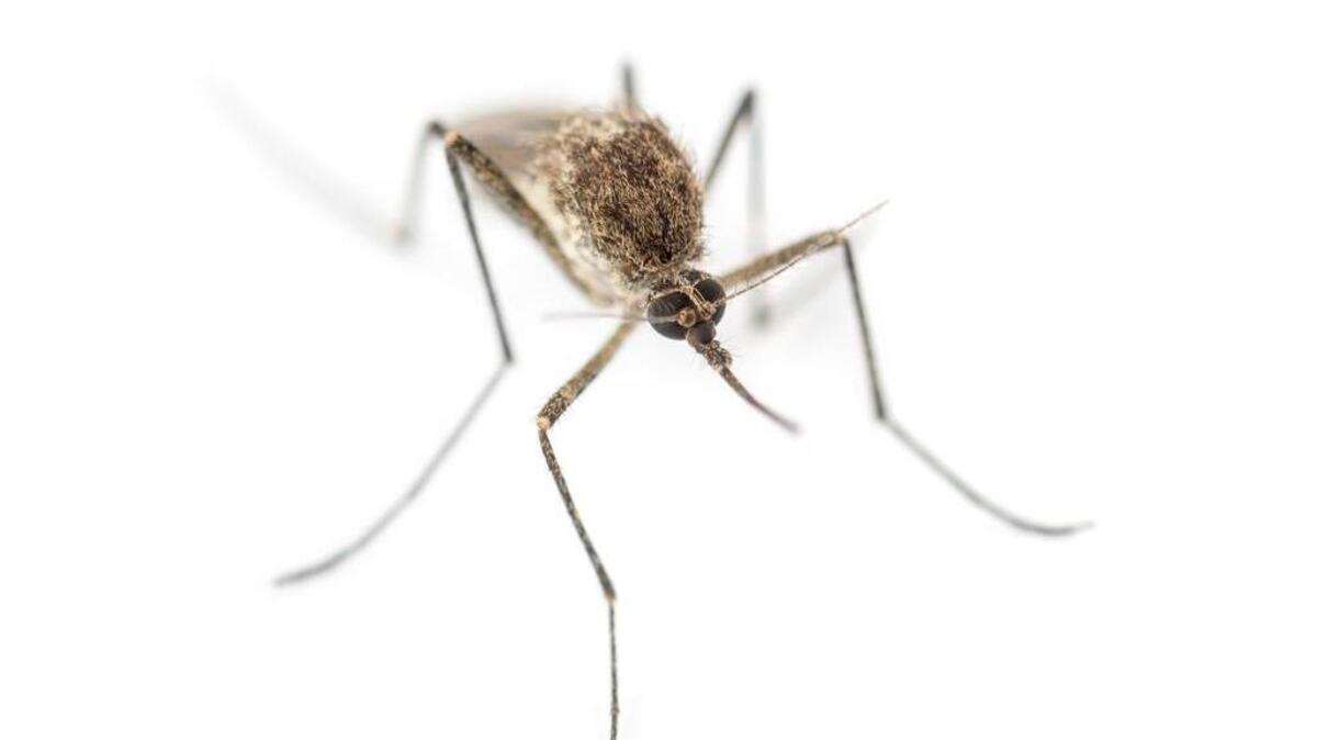 Top view of a Tiger mosquito isolated on white