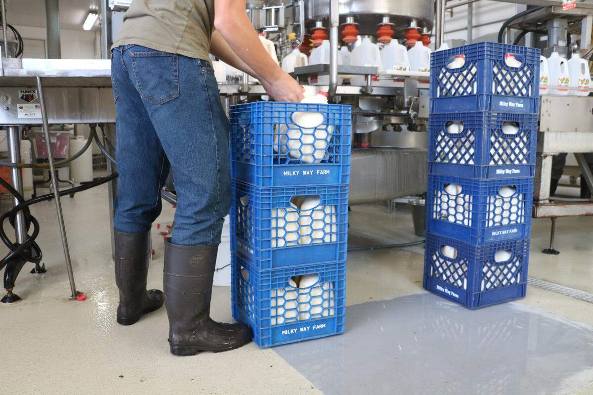 Huck Hooper puts gallons of milk into plastic cartons at Milky Way Farm in Starr, S.C.