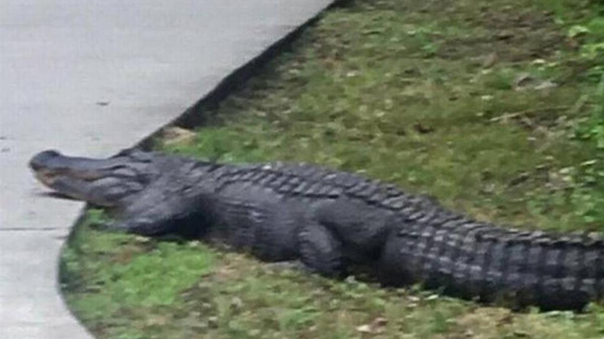 A large alligator spotted in Cayce near the Timmerman Trail and SCANA.