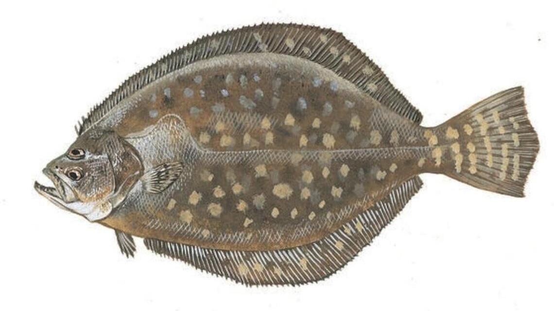Owner H-3481 Fast Fishing Flounder Flyer No. 13 – Short Flyer Design For Saltwater & Freshwater Fishing