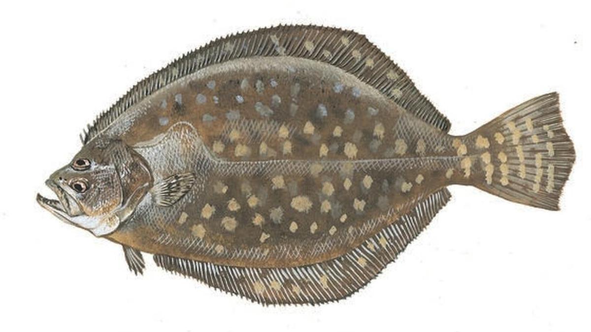 With flounder populations dwindling, fishing limits have been tightened in South Carolina